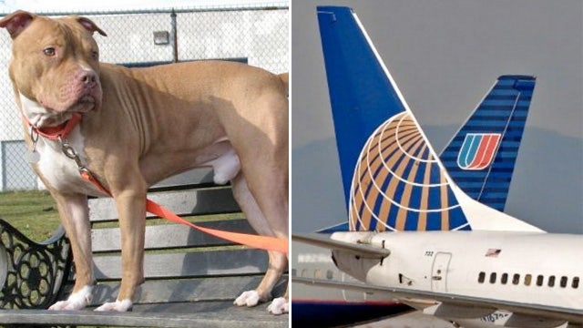 continental airlines petsafe program