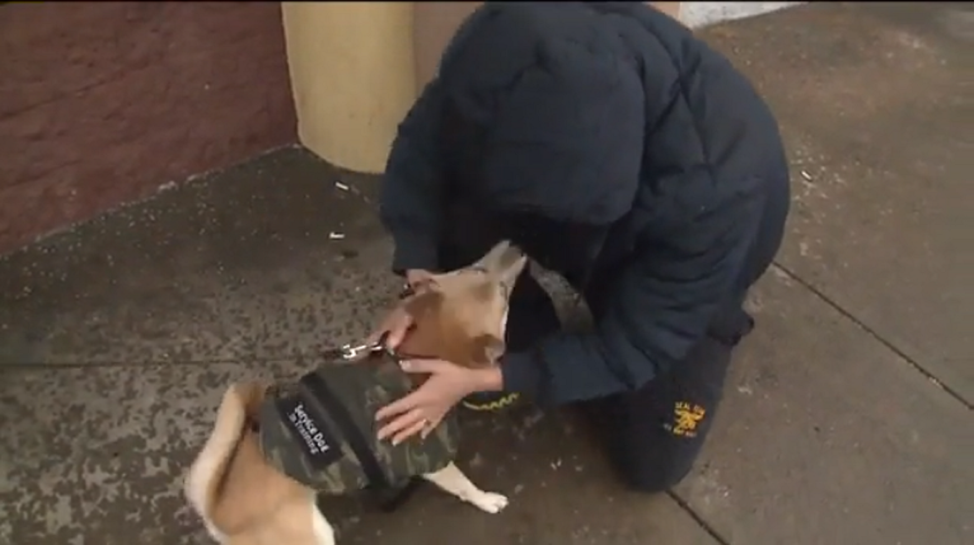 Navy veteran has emotional reunion with stolen service dog | Fox News