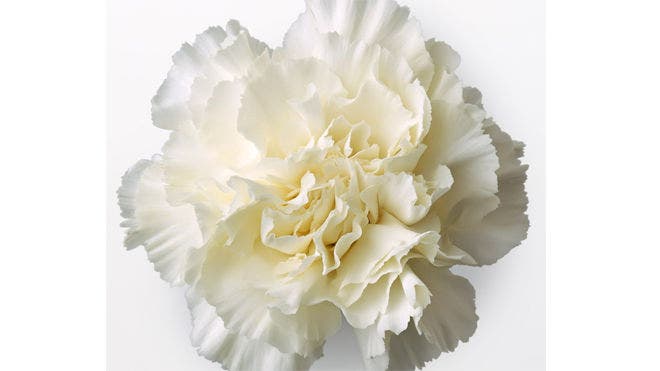 White Carnation