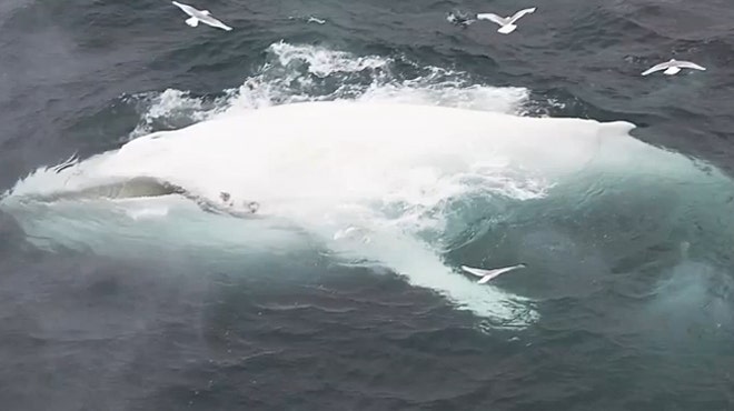 Rare white whale spotted with albino calf | Fox News