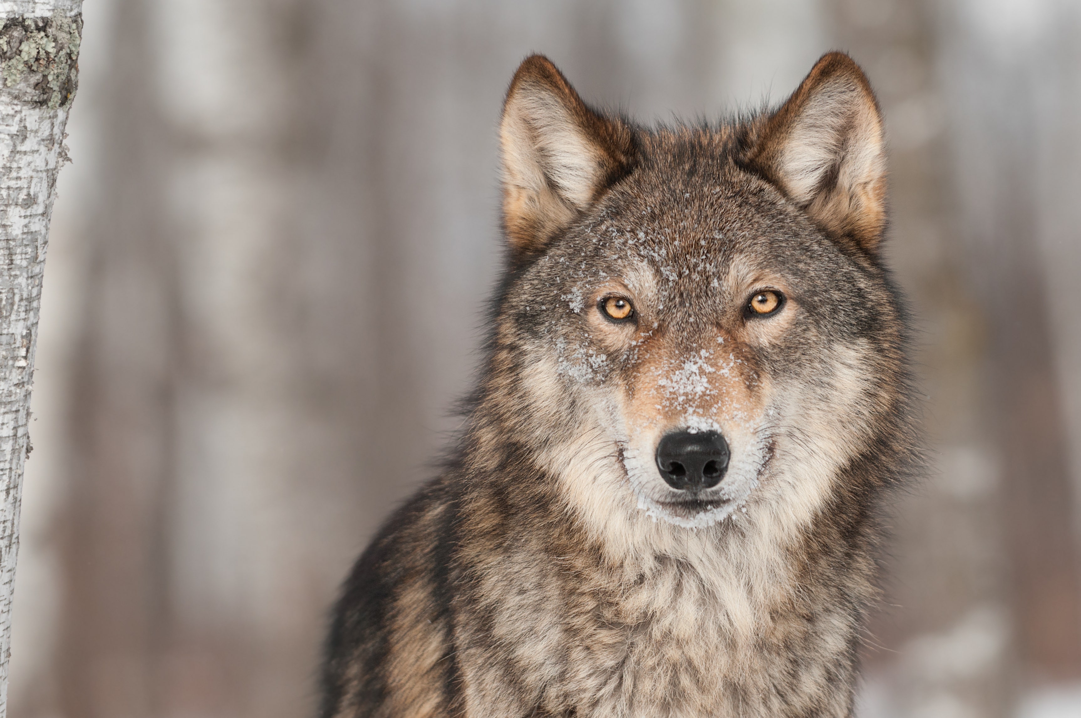 Montana halts wolf trapping and hunting in certain areas of the state