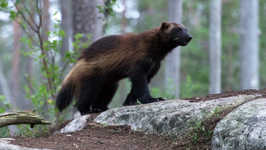 Caught on camera: Rare wolverine in Yellowstone National Park | Fox News