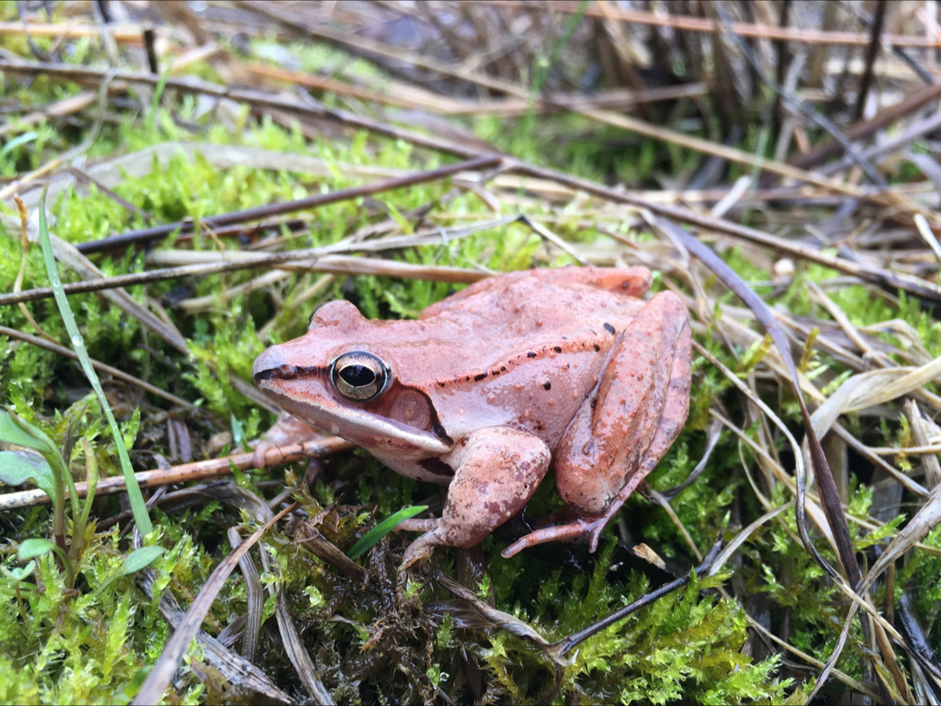 wood-frogs-no-1-option-hold-in-pee-all-winter-to-survive