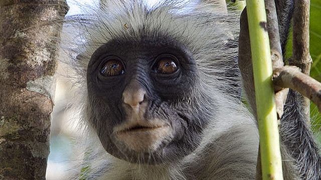Monyet langka Zanzibar adalah hasil imbang bagi wisatawan