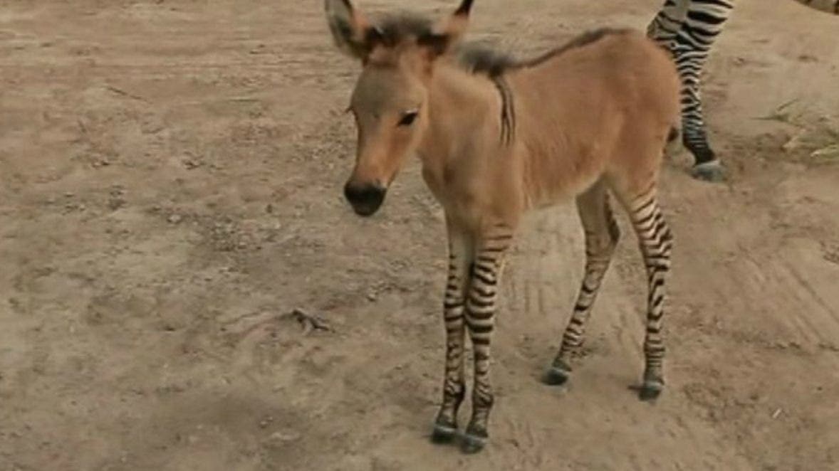 Adorable 'Zonkey,' Half Zebra Half Donkey, Is Born In Mexican Zoo Fox