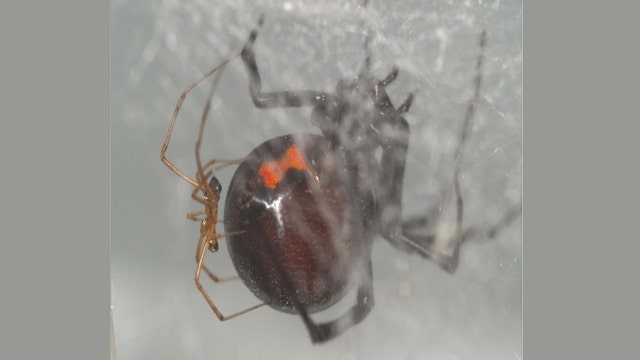 Black widow spiders > Mountain Home Air Force Base > Article Display