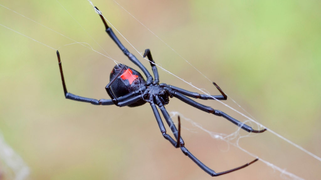 Spiders in the house? Put that blowtorch away