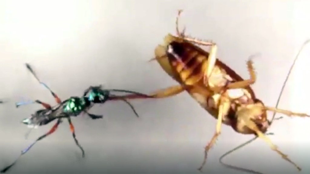 How Cockroaches Avoid Becoming ‘zombies During Wasp Attacks Fox News