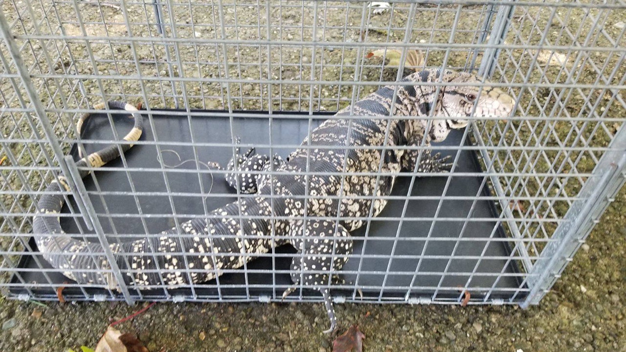 Water monitor lizard spotted in front of Michigan home 'It freaked me out' Fox News