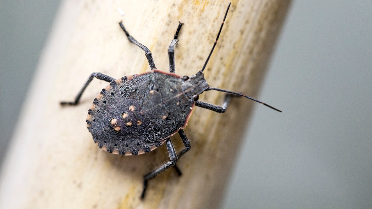 South Carolina sees massive stink bug invasion They're looking to