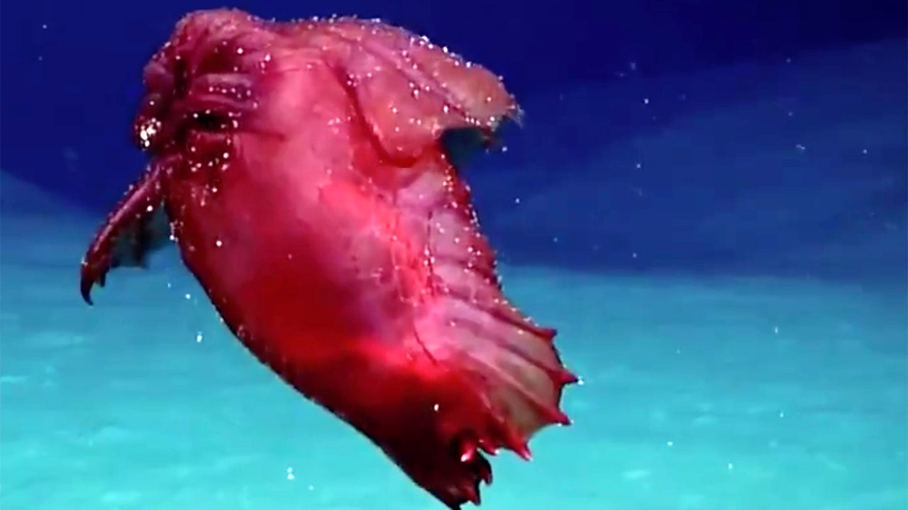 This headless chicken is the deep-sea 'monster' of our dreams