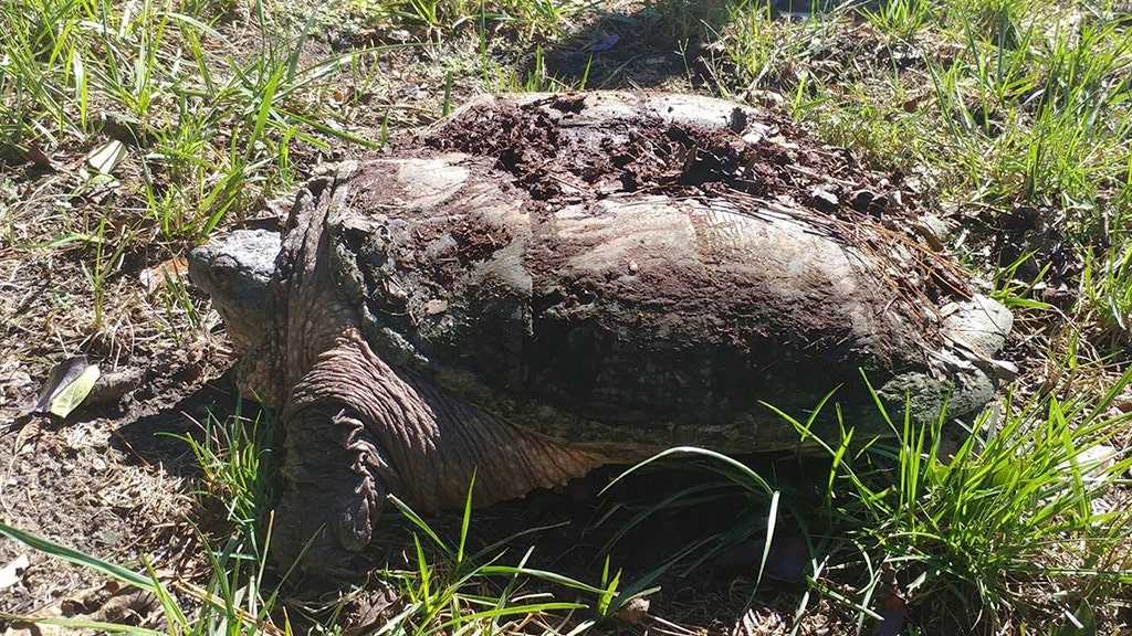 Virginia Homeowner Finds Nearly 50-pound ‘aggressive’ Snapping Turtle 