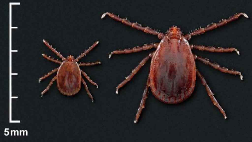 Two exotic tick species found in Rhode Island for the first time, officials say - Fox News