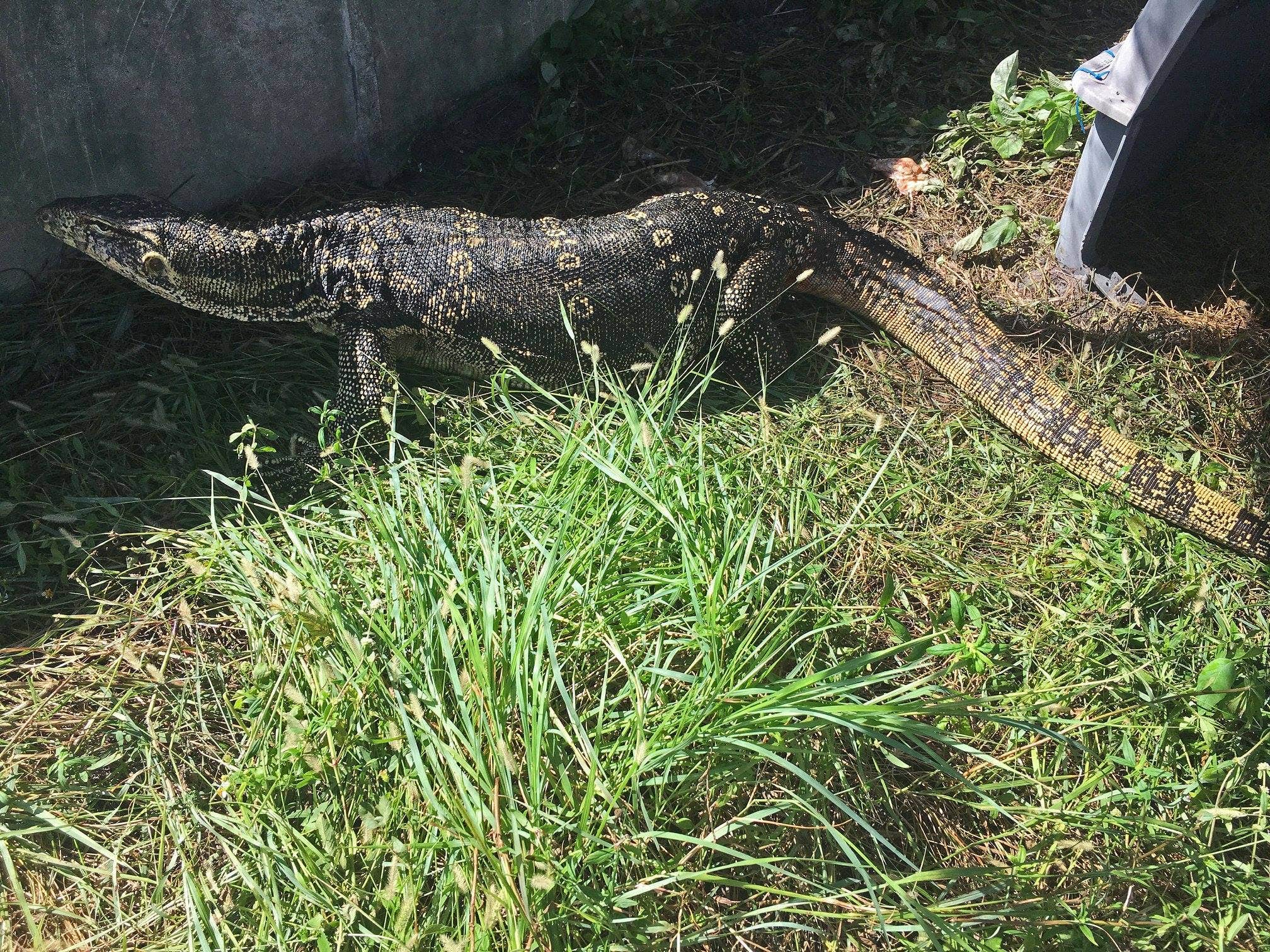 Giant lizard in Florida captured months after terrorizing family