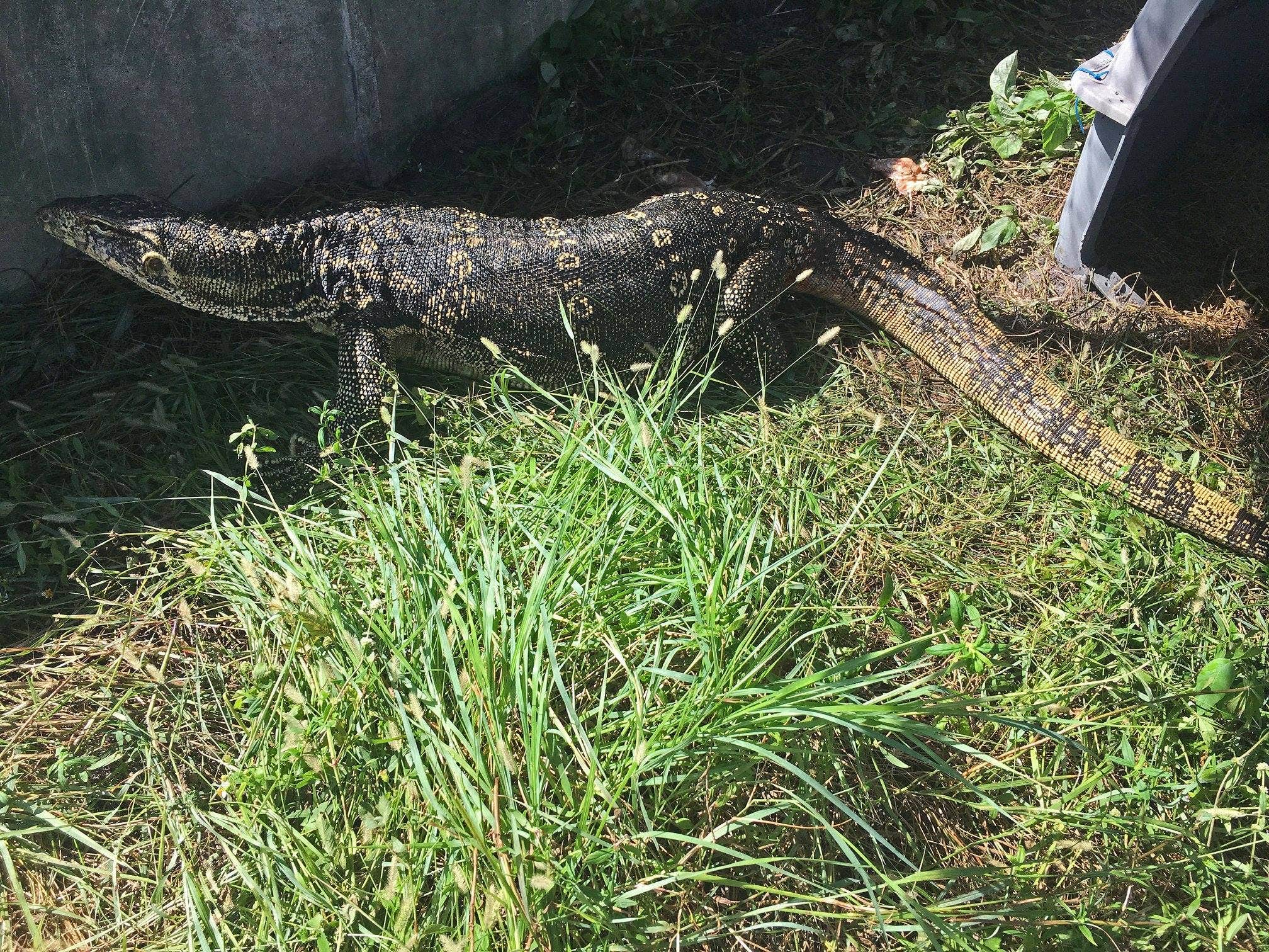 Giant Lizard In Florida Captured Months After Terrorizing Family 