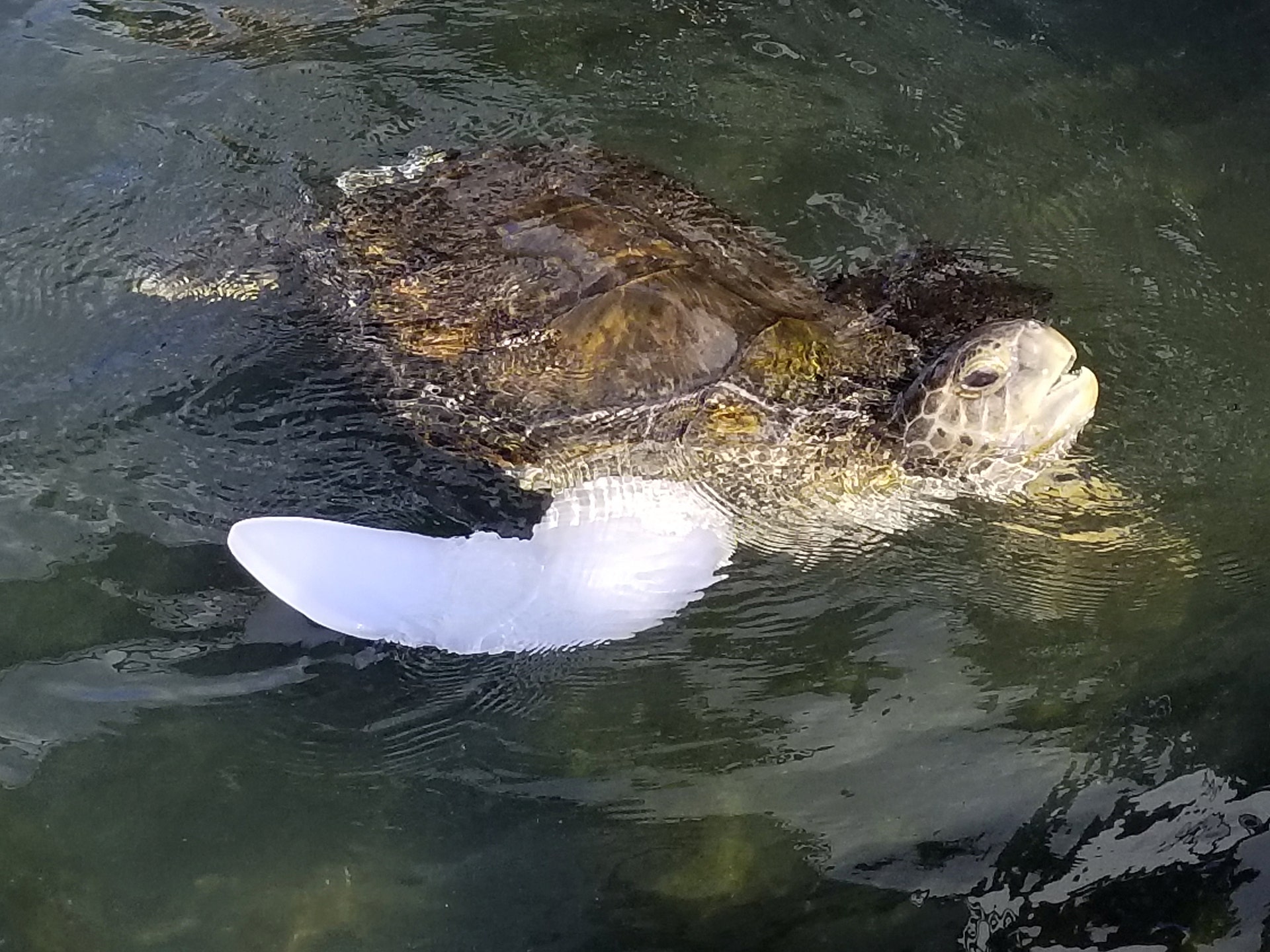 fox-news-stunning-pictures-show-sea-turtle-swimming-for-the-first-time