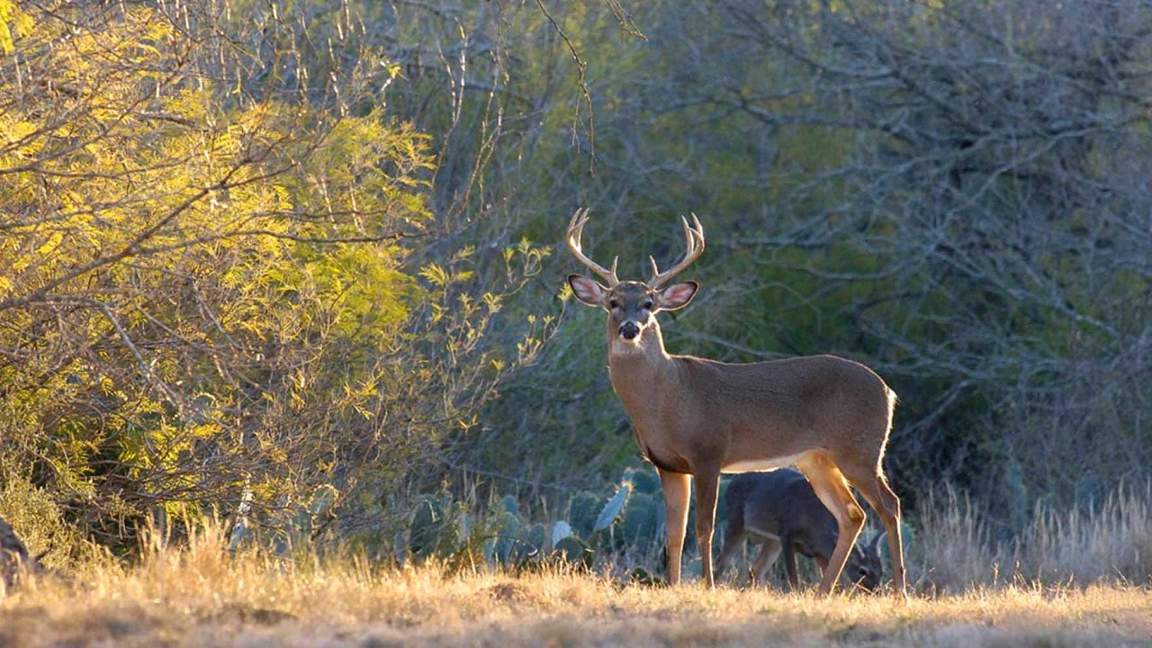 Hunter setting up illegal deer blind shot approaching deputy: Texas ...