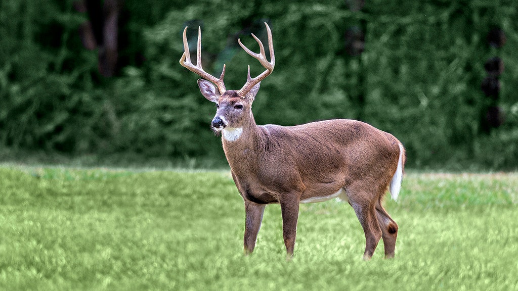 Tennessee hunters can donate a whole deer to provide meals to people in ...