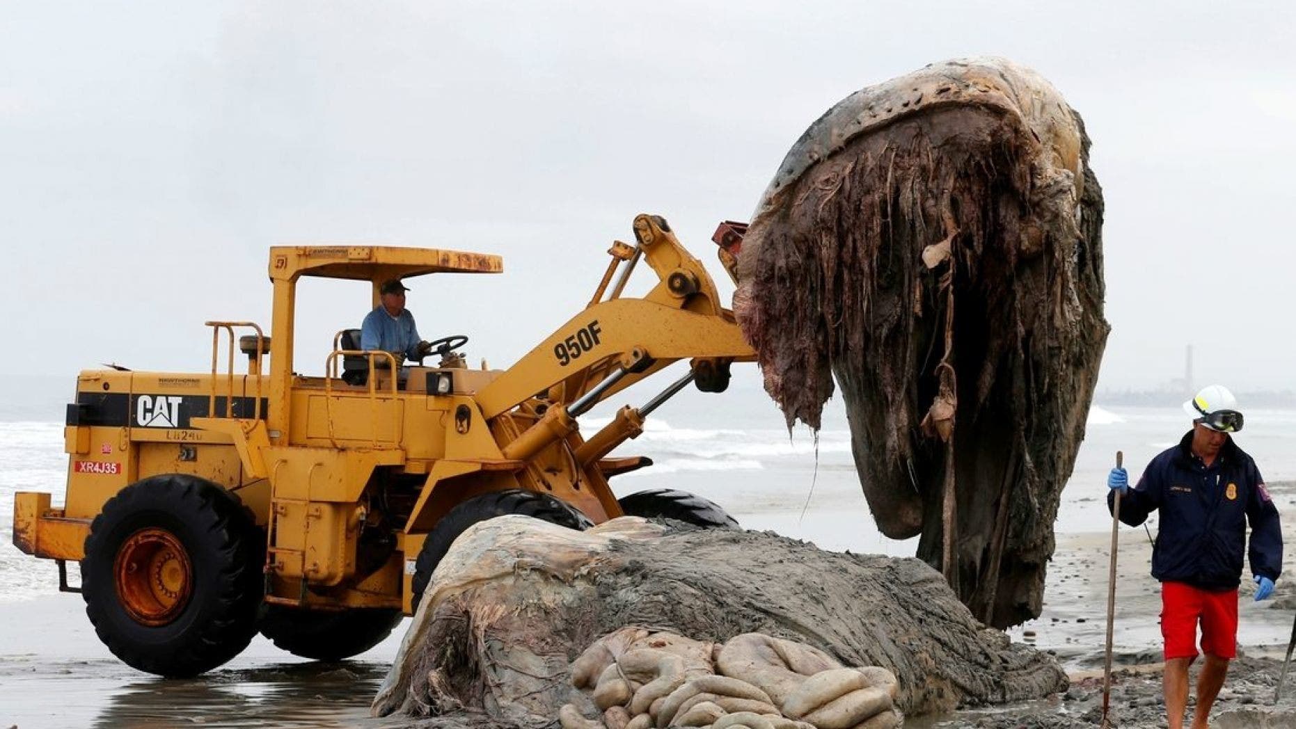 Strange creatures of the ocean deep – DW – 01/17/2018