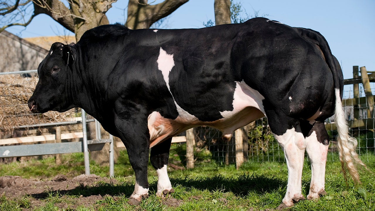 belgian blue cattle muscle