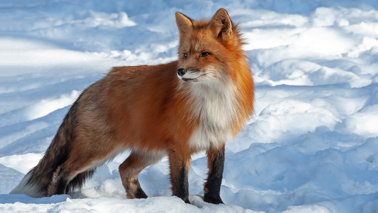 Arizona police warn of potentially rabid foxes after three people ...