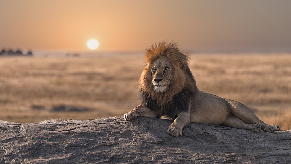 Male Lions Fighting Hyenas