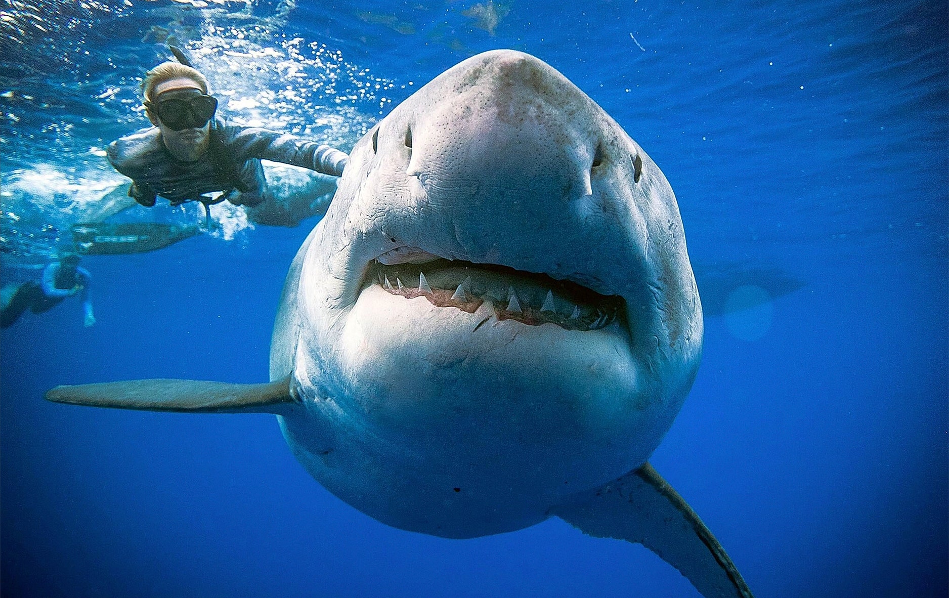 Giant Shark Bite 