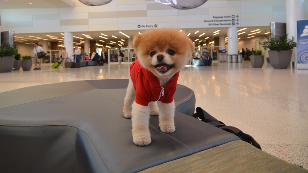 Boo, the famous social media dog, dies of a broken heart, his owners