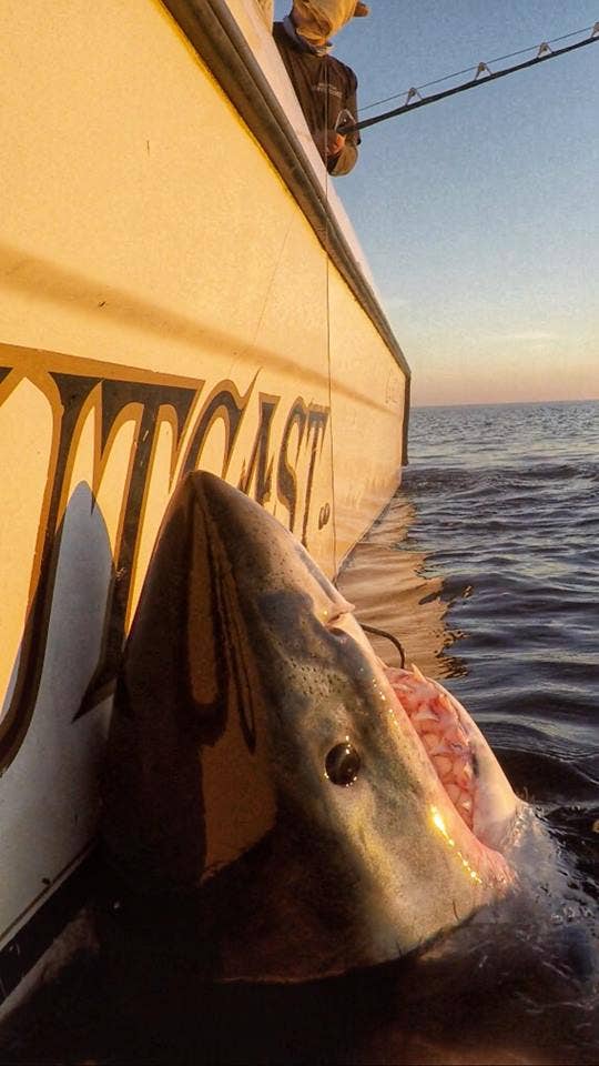 South Carolina fisherman hooks massive great white shark: 'It's like hooking  an elephant