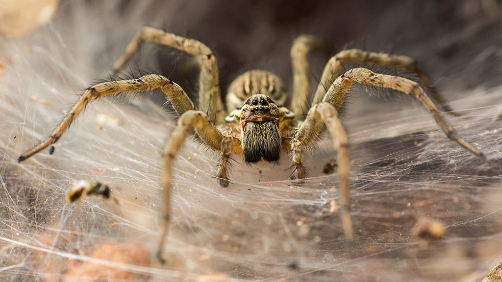 Australian man screaming at spider 'why don't you die?' triggers