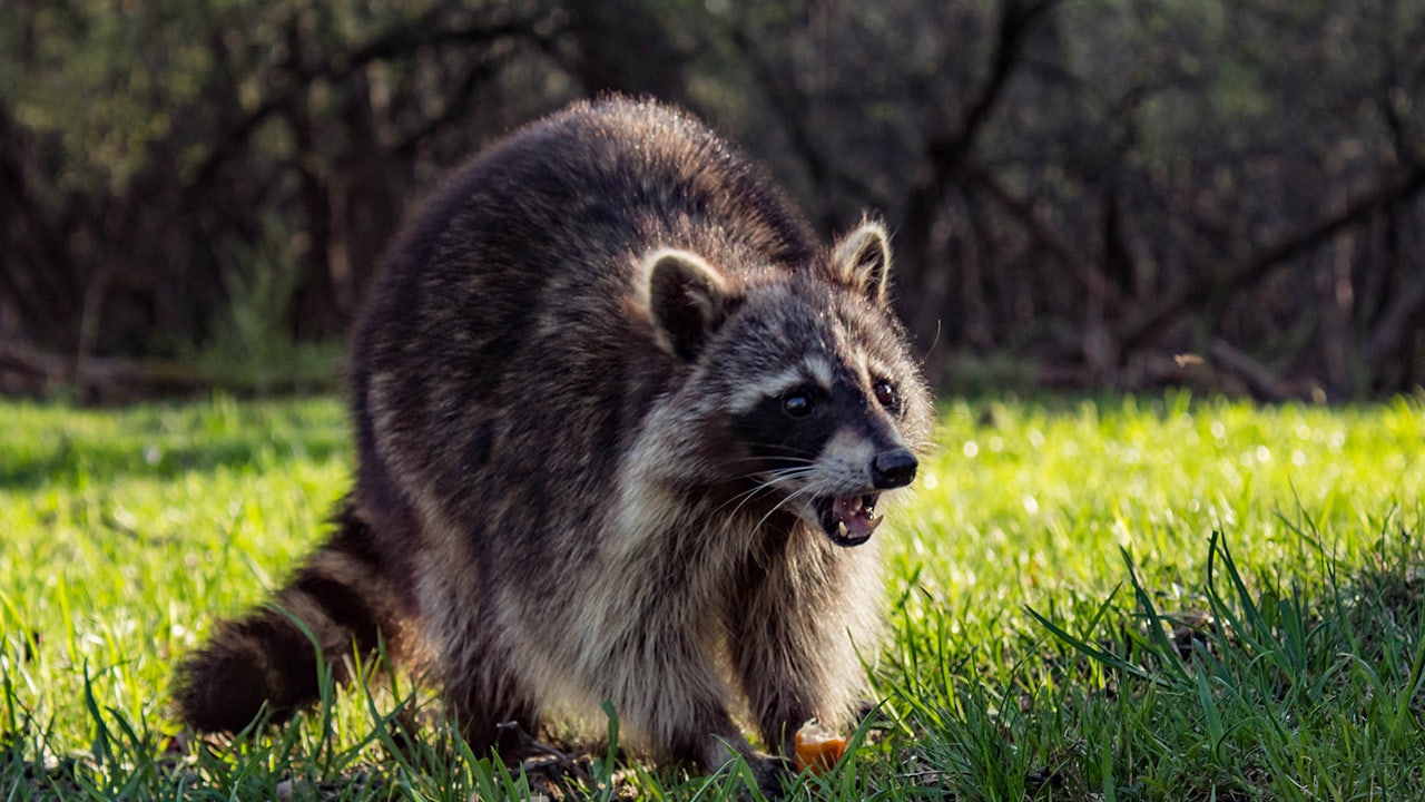 The Origins Of Maur Maur Raccoon Pfp