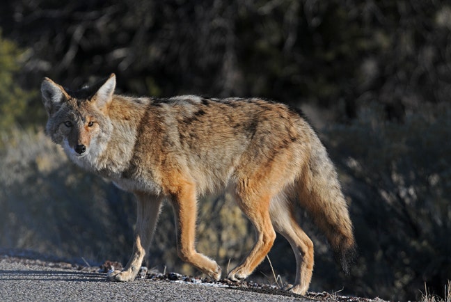 Florida man attacked by aggressive coyote, fights off with coffee cup.