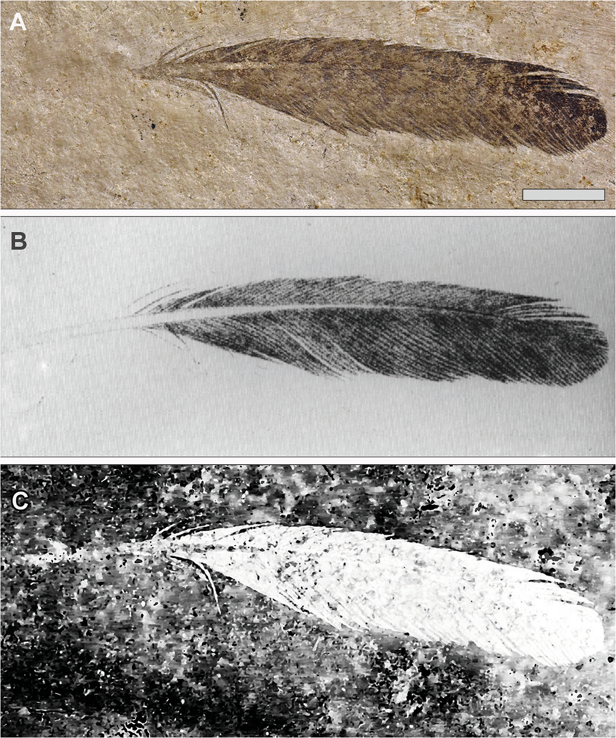 the dinosaur feather mystery