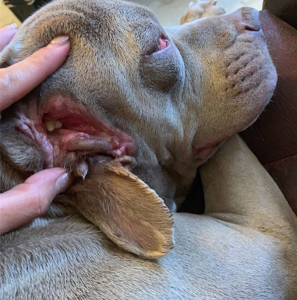 Dog In Oklahoma With 2 mouths Finds Permanent Home It s Something 