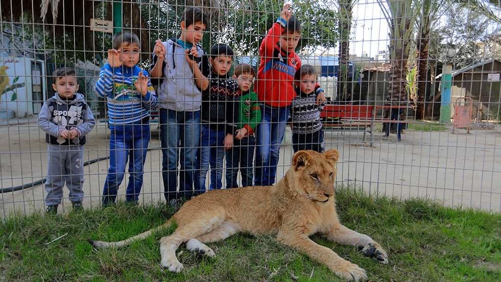 US government cracks down on letting zoo visitors play with lion