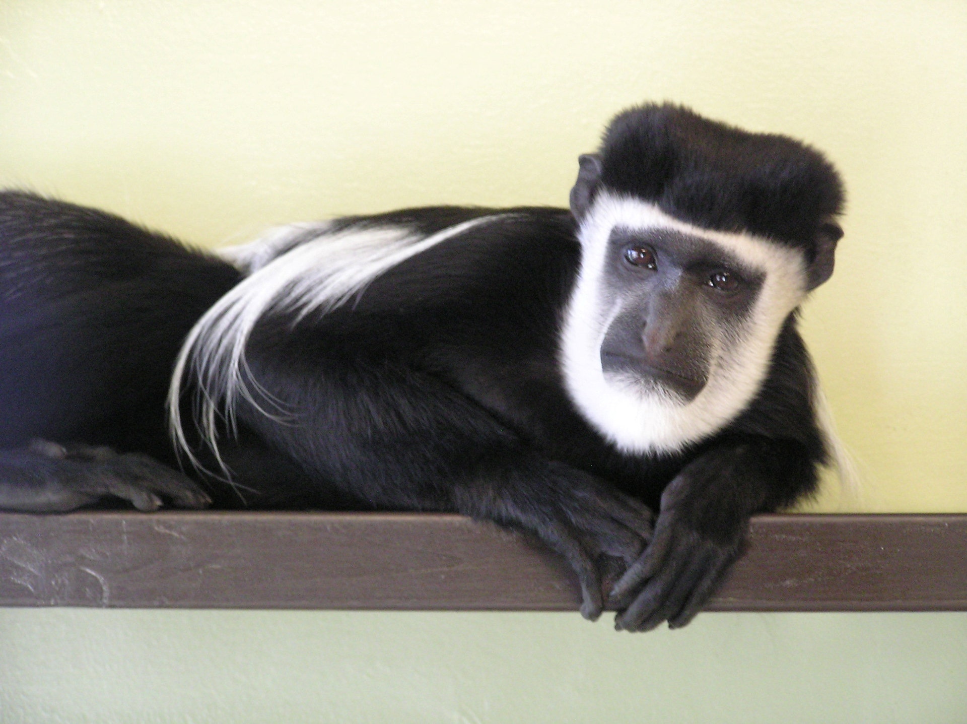 Valentine's Day stunner: Handsome monkey gets lonely hearts column ahead of  holiday | Fox News