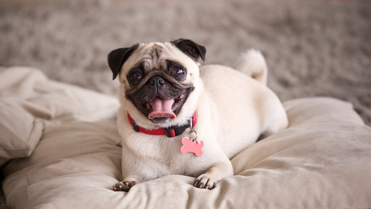 Family pug seized, sold on eBay by German town over unpaid taxes