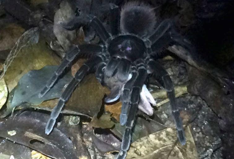 Huge Spider Drags Opossum Across Amazon Rainforest Floor In Haunting