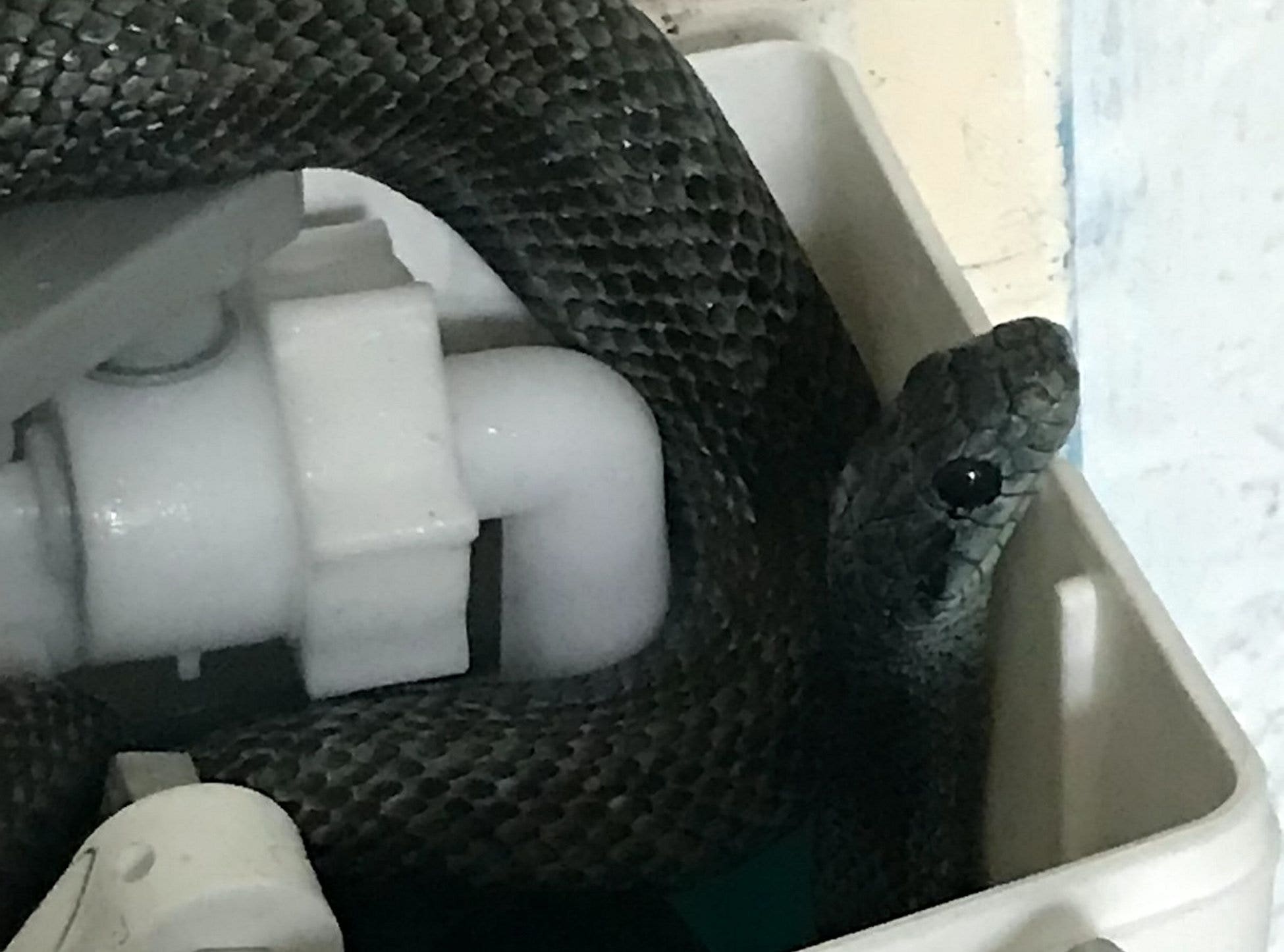 Couple shocked to find massive snake living in their toilet