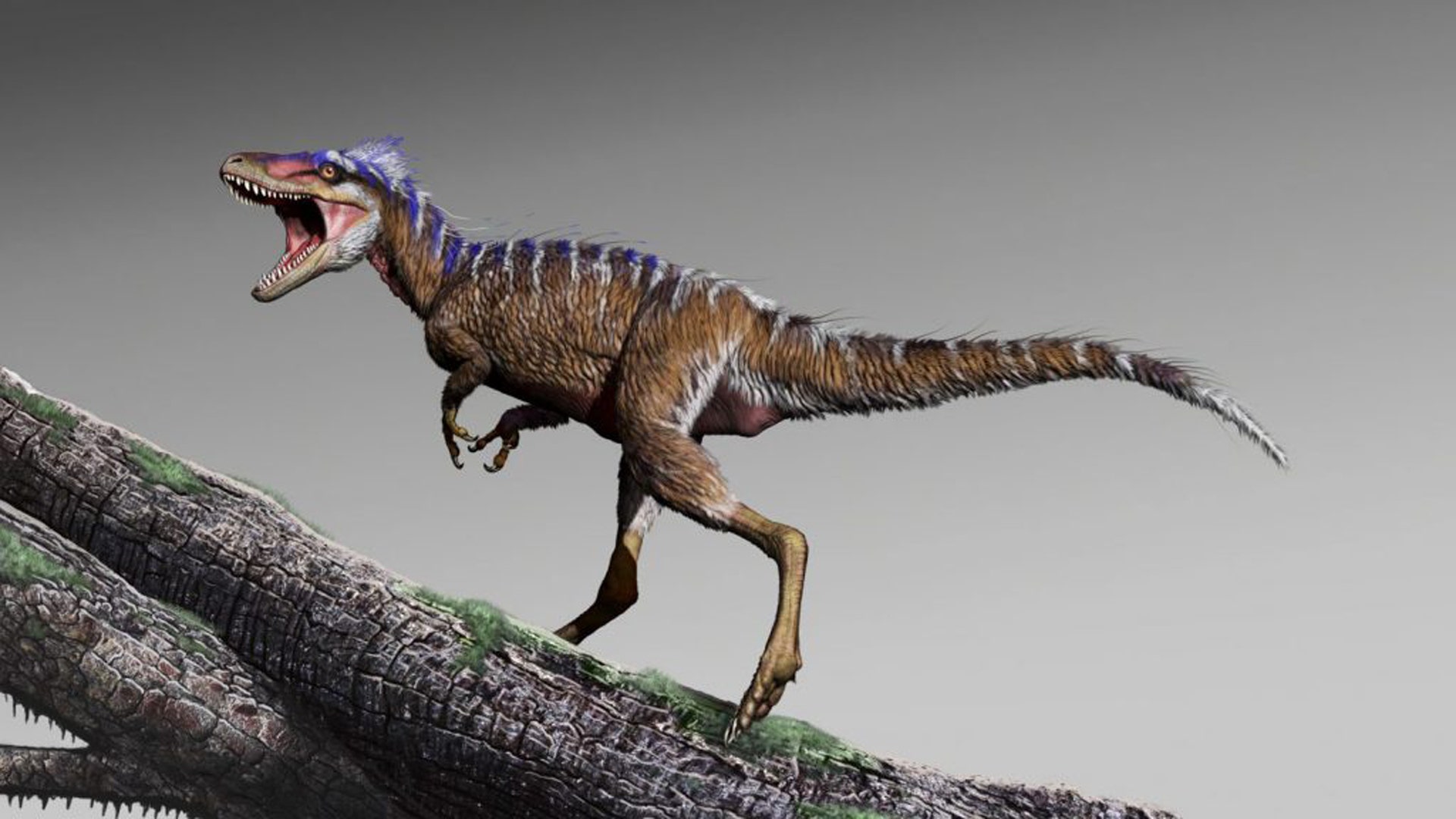 Newly discovered, primitive cousins of T. rex shed light on the