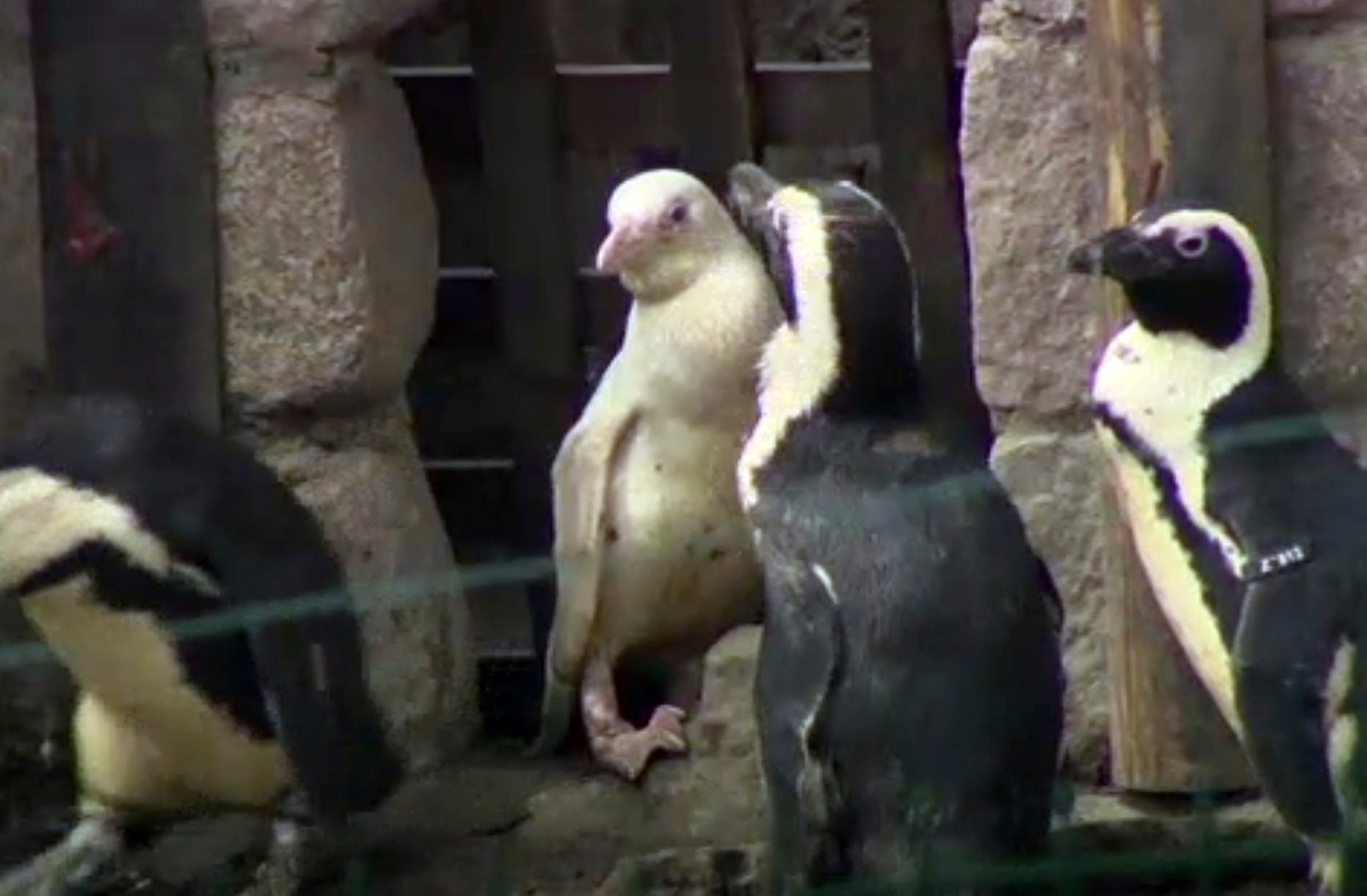 prostitute penguins