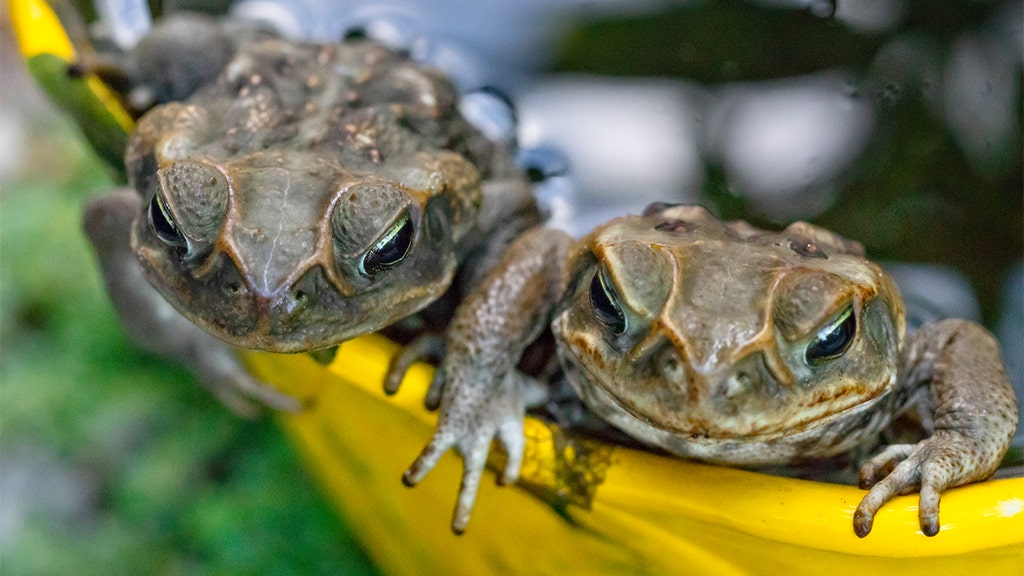 Sir Isaac Newton's Prescription for Plague? Toad Vomit Lozenges, Smart  News