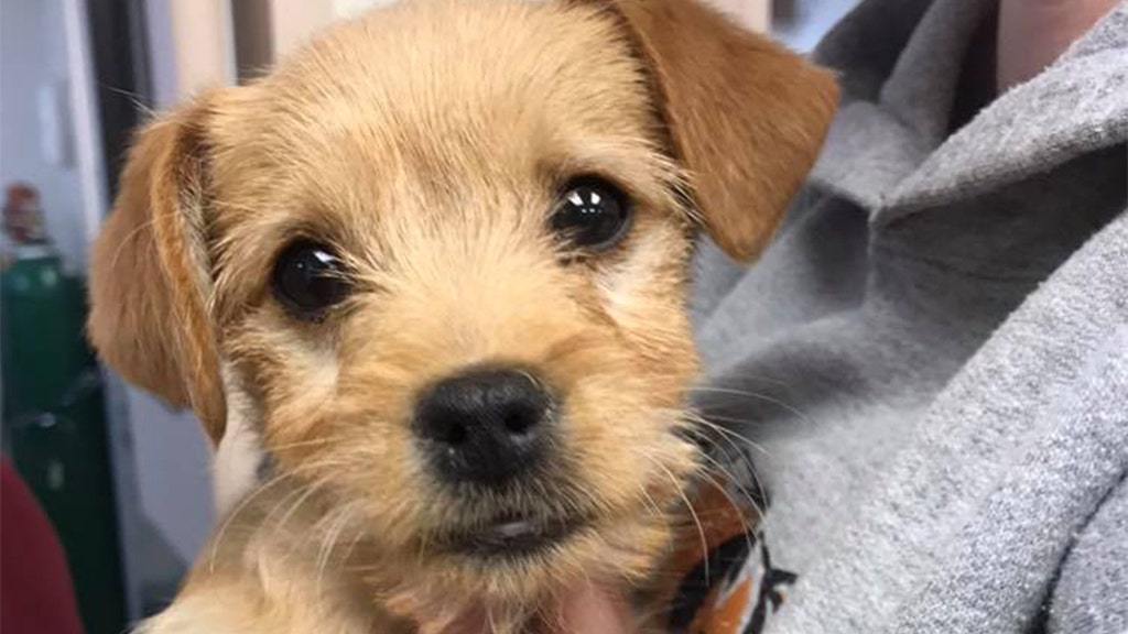 6pound puppy dies after ingesting nearly 50 short ribs, shelter says(02)