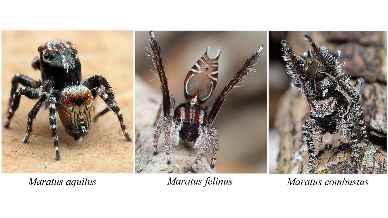 Tiny Dancers: Meet 7 New Peacock Spider Species