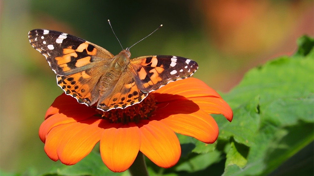 southern-california-sees-swarms-of-painted-lady-butterflies-stunning