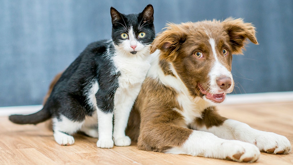 Today's veterinarian shortage: How it could affect your dog or cat