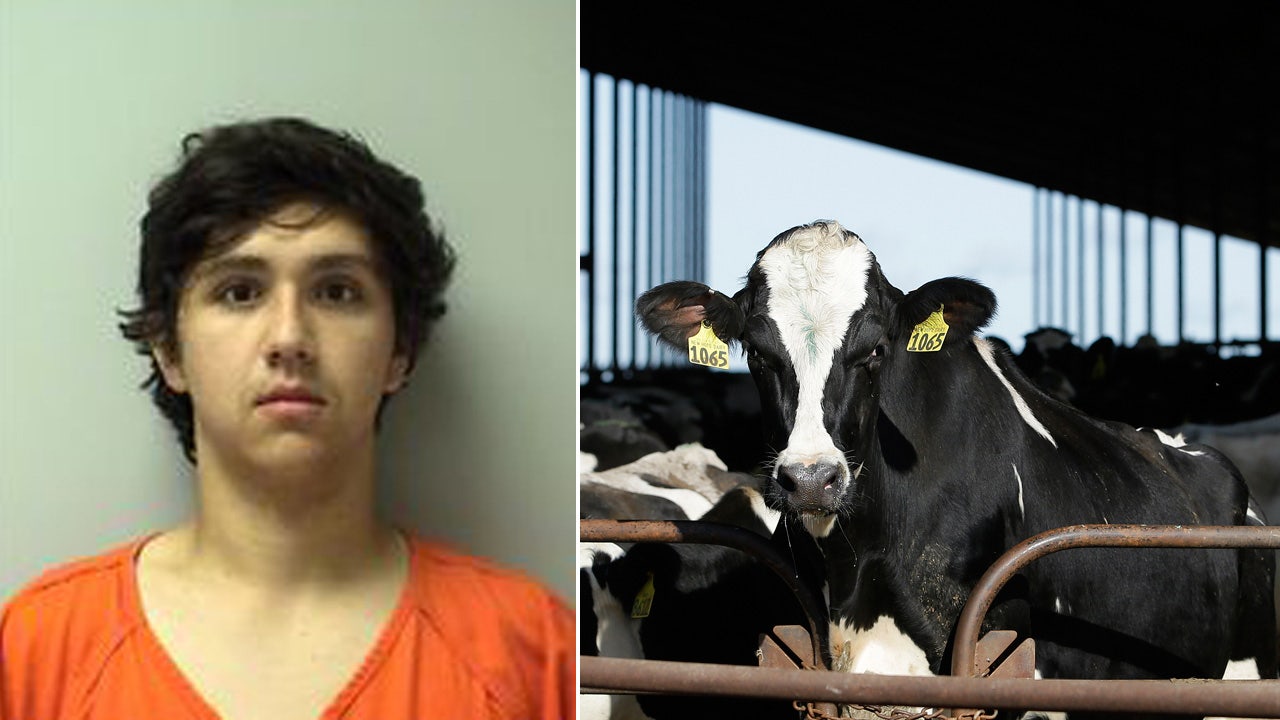 affjedring Opmærksom . Wisconsin man faces animal abuse charges after starving cows are found on  farm: police | Fox News