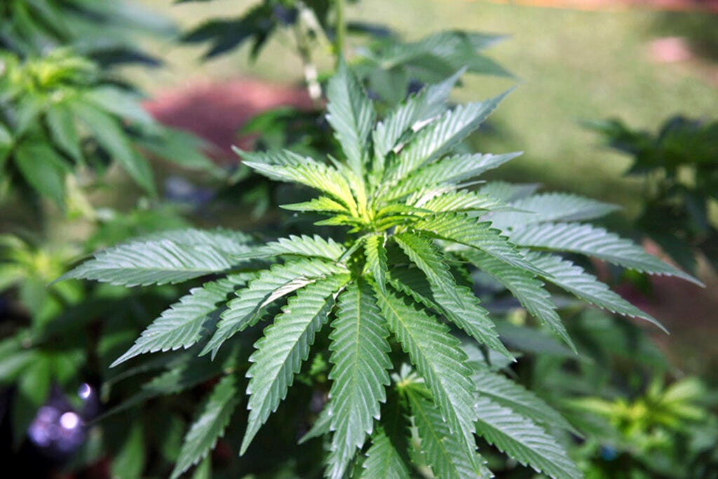 Oregon growth site has 12K Marijuana plants and 3K pounds of pot seized