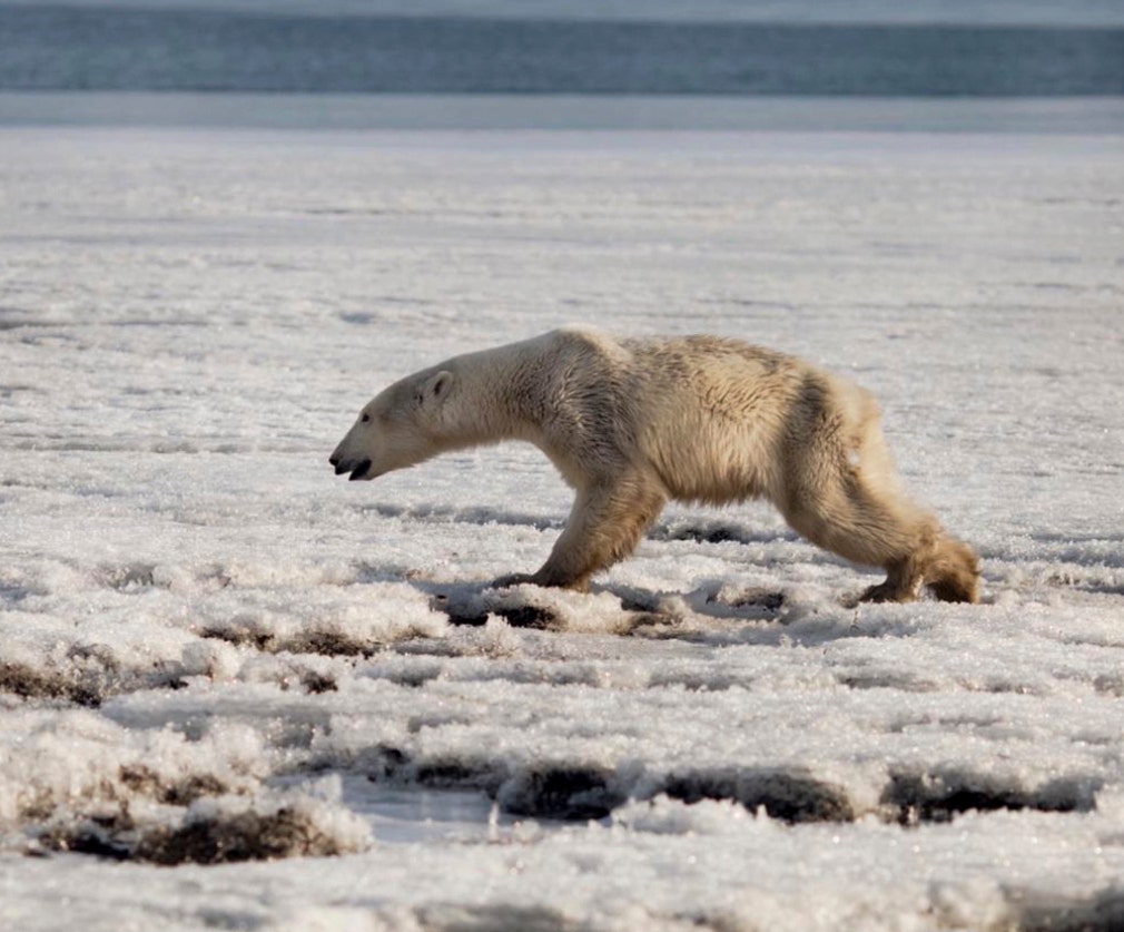 Как раньше выглядели белые медведи Polar bear gets lost in Russia, hundreds of miles from home Fox News