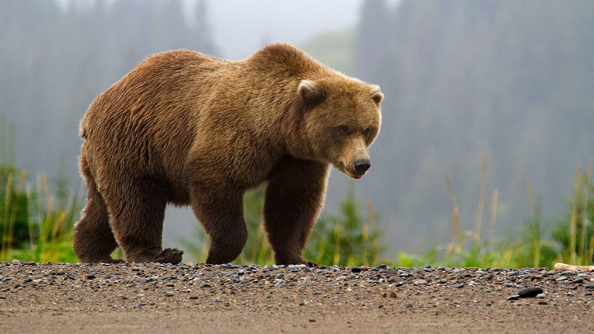 Alaska man survives brown bear mauling
